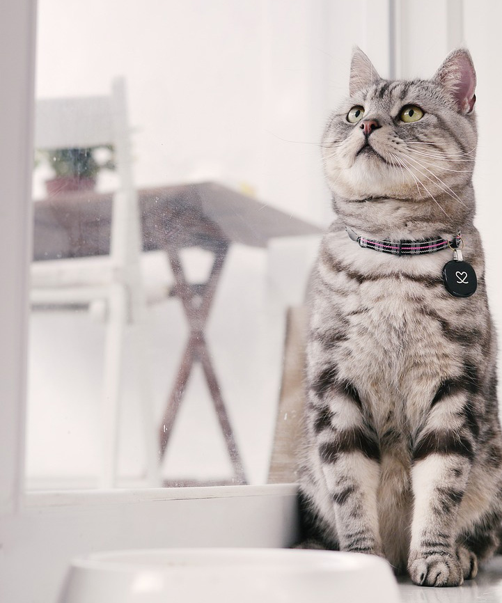A cat